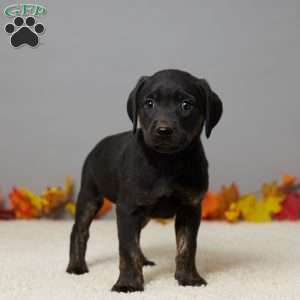 Kate, Black Labrador Retriever Puppy